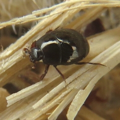 Histeridae