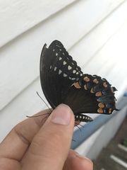 Papilio troilus