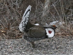 Dendragapus obscurus
