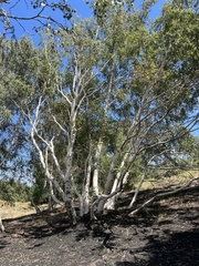 Betula pendula pendula