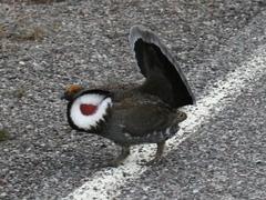 Dendragapus obscurus