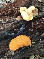 Aurantiporus croceus