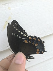 Papilio troilus