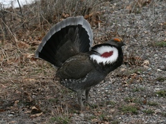 Dendragapus obscurus
