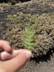Betula pendula pendula