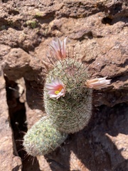 Mammillaria grahamii