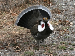 Dendragapus obscurus