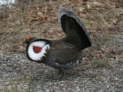 Dendragapus obscurus