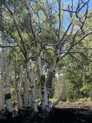 Betula pendula pendula