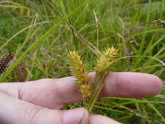 Carex lurida