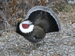 Dendragapus obscurus