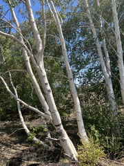 Betula pendula pendula