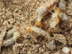 Gnathamitermes