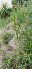 Cenchrus spinifex
