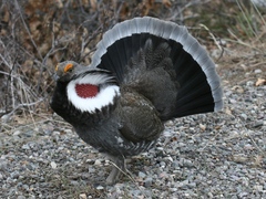Dendragapus obscurus