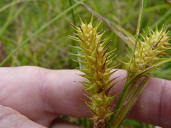 Carex lurida