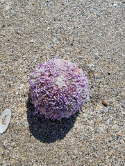 Sphaerechinus granularis