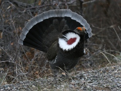 Dendragapus obscurus