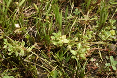 Lysimachia minima