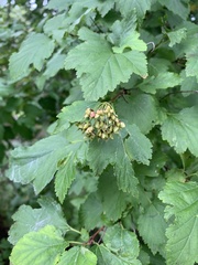 Physocarpus opulifolius