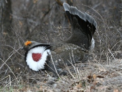 Dendragapus obscurus