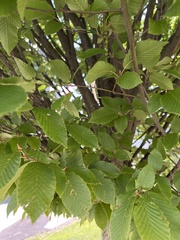 Carpinus