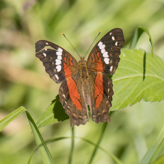 Anartia amathea