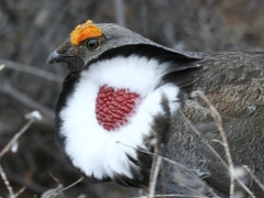 Dendragapus obscurus