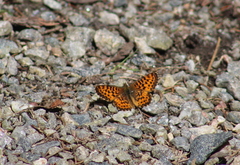 Boloria chariclea
