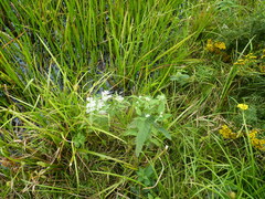 Eupatorium perfoliatum