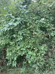 Physocarpus opulifolius