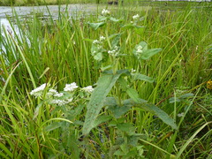 Eupatorium perfoliatum