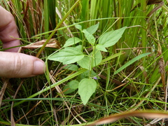 Scutellaria lateriflora