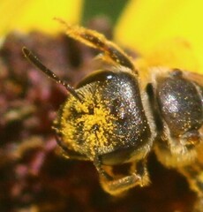 Halictus