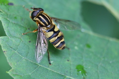 Helophilus fasciatus