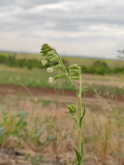 Silene dichotoma