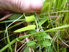 Scutellaria lateriflora