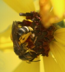 Halictus