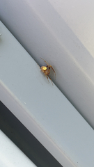 Araneus thaddeus
