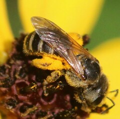 Halictus