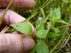 Scutellaria lateriflora