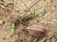 Aristolochia erecta