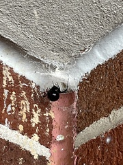 Latrodectus