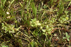 Lysimachia minima