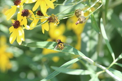 Eristalis transversa