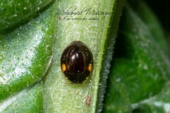 Adalia decempunctata