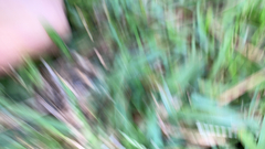 Stenotaphrum secundatum