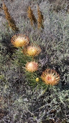 Leucospermum lineare