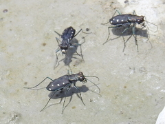 Cicindela ocellata ocellata