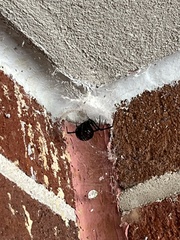 Latrodectus